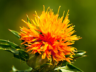 Safflower extract.png