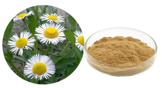 Feverfew Extract Powder.png