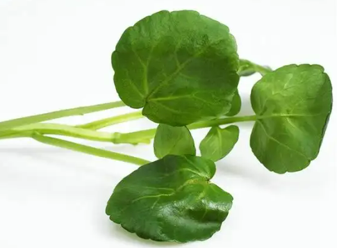 Watercress Extract Powder.png