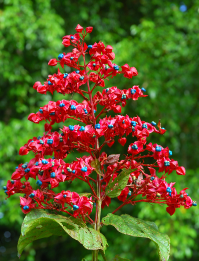 Clerodendrum Japonicum Extract.png