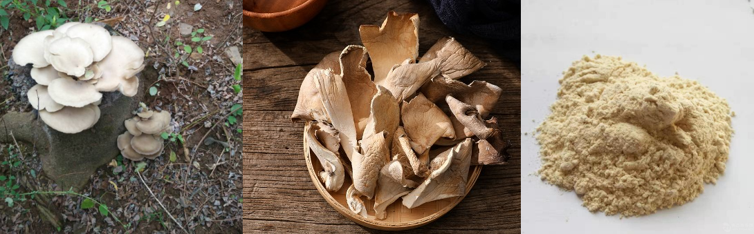 Oyster Mushroom Powder.png