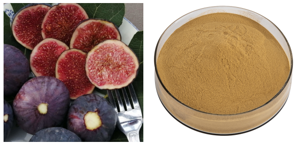 Ficus Pumila Extract.png