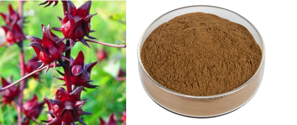 Hibiscus Sabdariffa Extract.png