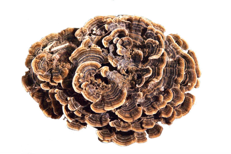 turkey_tail.webp.jpg