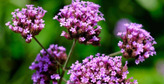 Verbena Officinalis.png