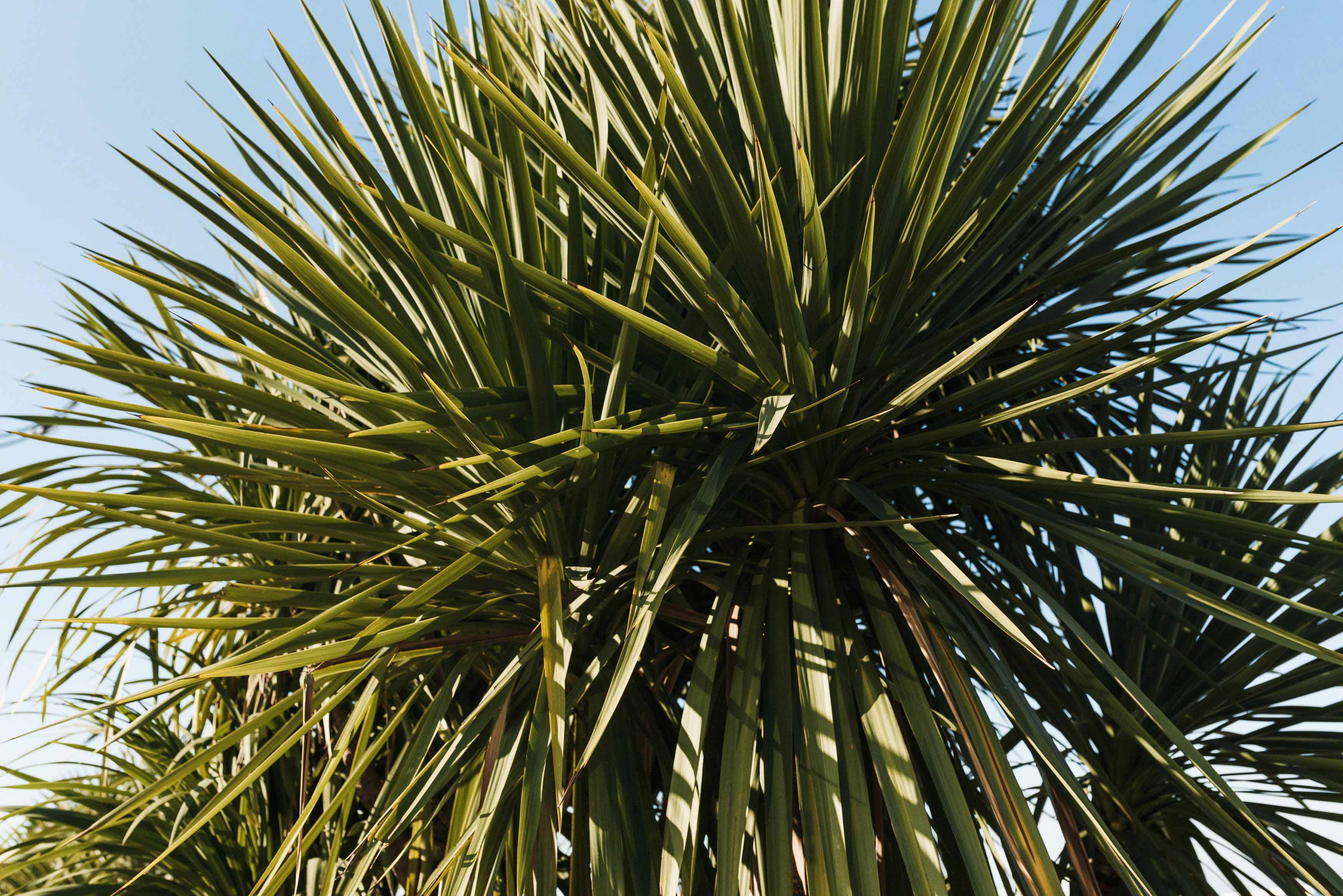 yucca plant.jpg