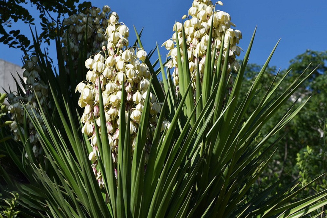 Yucca Extract in Agriculture.jpg