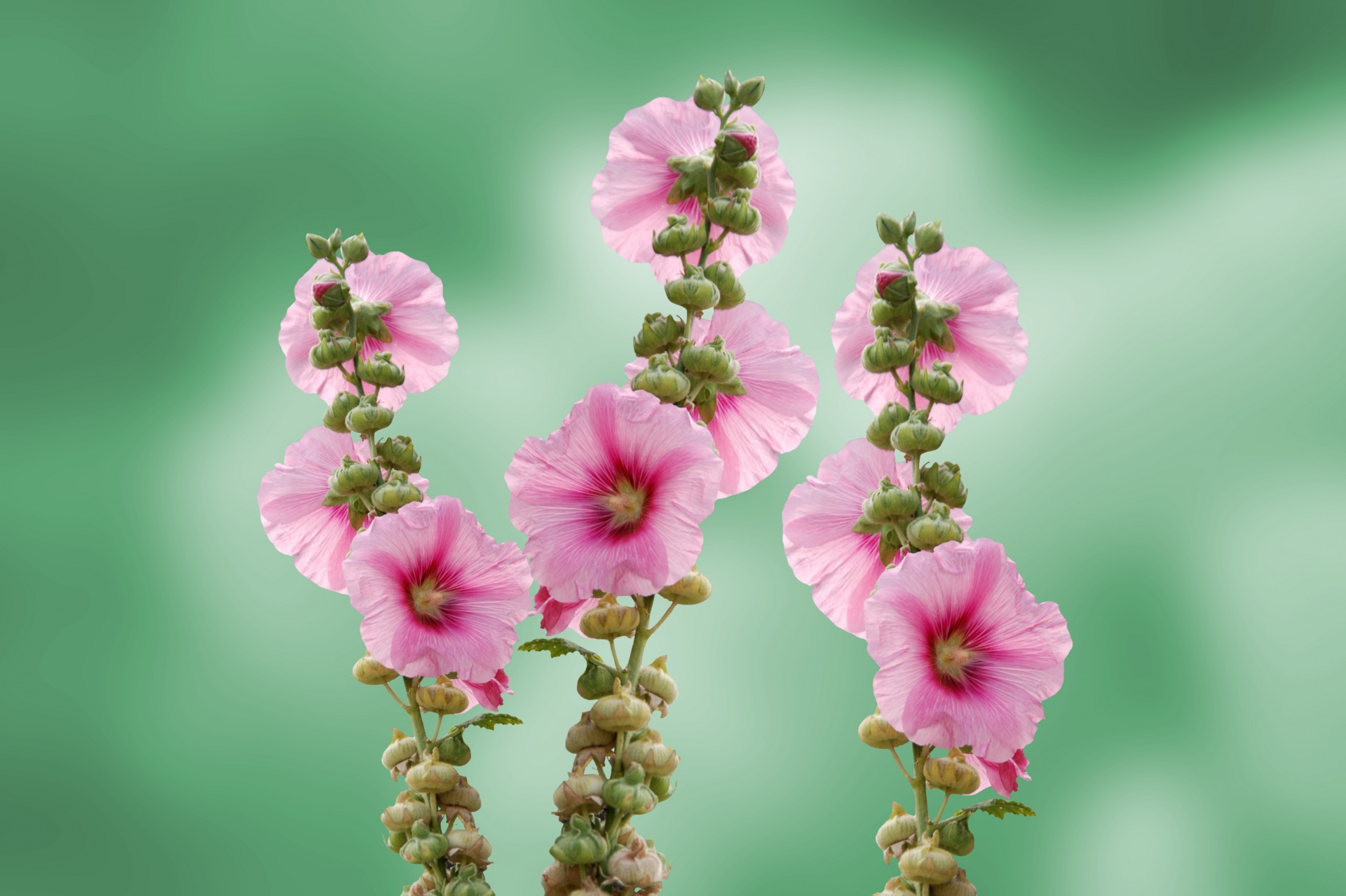 mallow-flowers.jpg