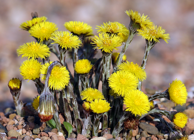 Coltsfoot plant.png