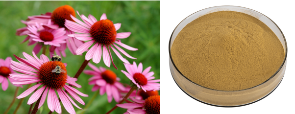 Echinacea Purpurea Extract Powder polyphenols 4%.png