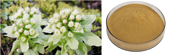 Petasites Hybridus Extract.png