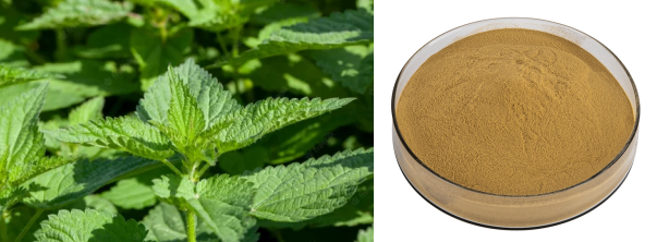 Urtica Dioica Extract.png