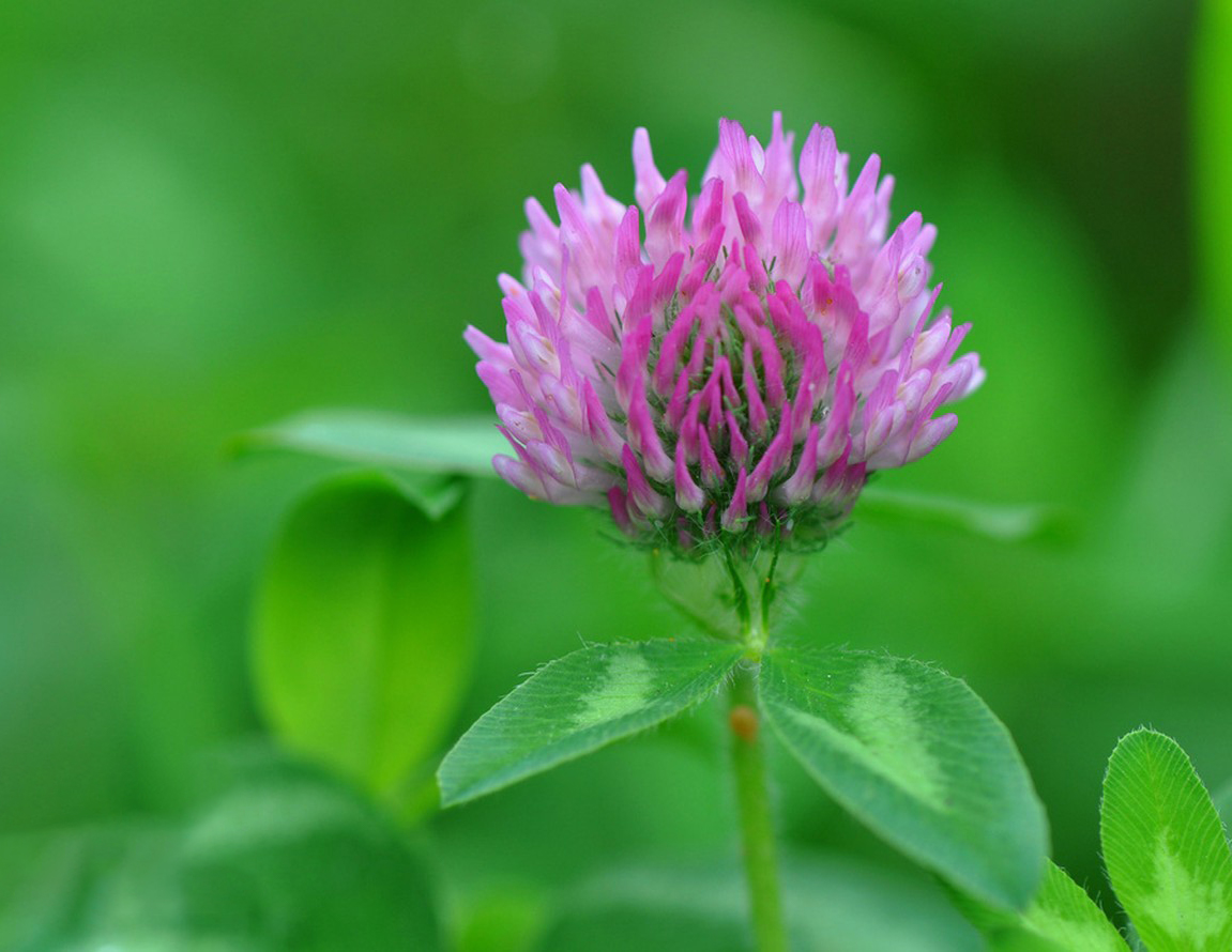 Red clover plant.jpg