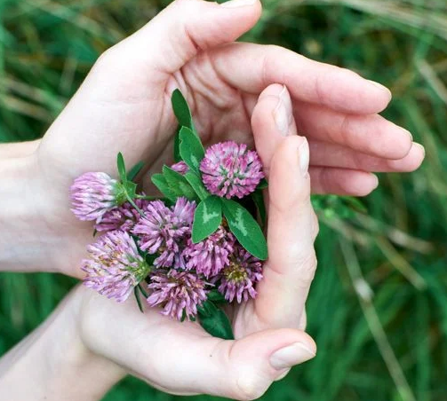 Red Clover Extract and Hair Care Routine  .png