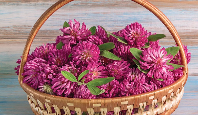 Red Clover plant.png