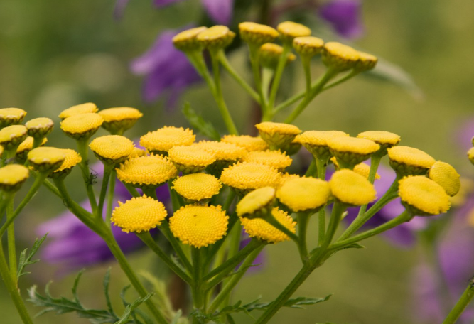 Tansy Extract.png