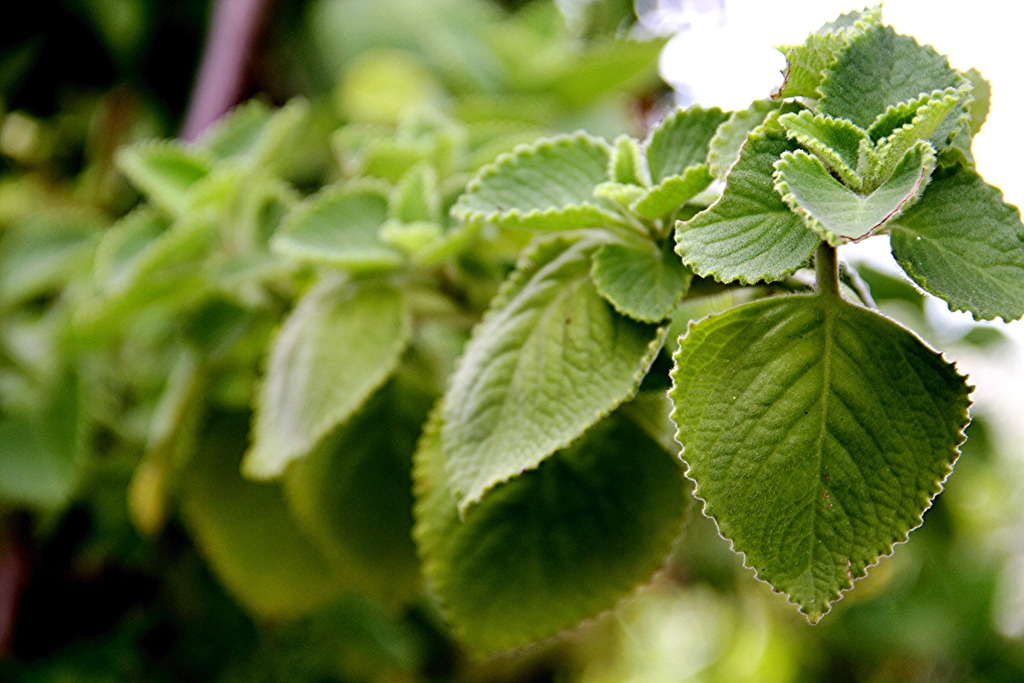 plectranthus-amboinicus.jpeg