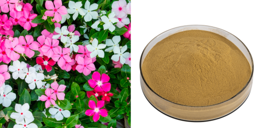 Catharanthus Roseus Extract.png