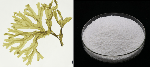 Brown Seaweed Extract Powder 98%.png