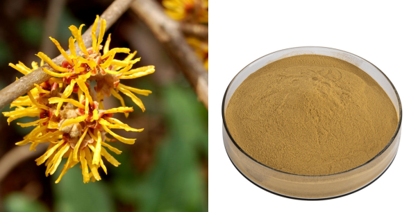 Witch Hazel Extract Powder.png