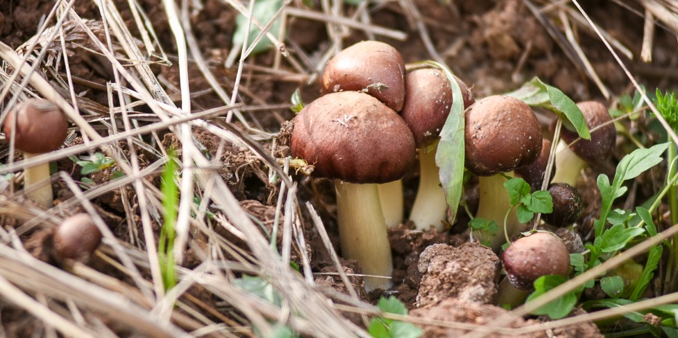 Agaricus blazei powder.JPG