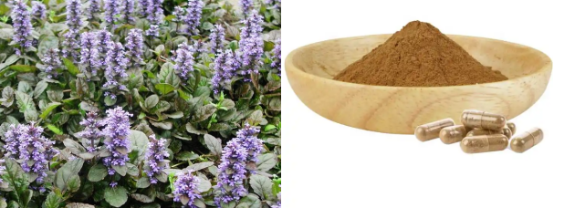 Ajuga Turkestanica Extract Powder 2%.png