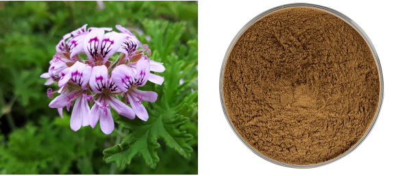 Geranium Extract Powder.png