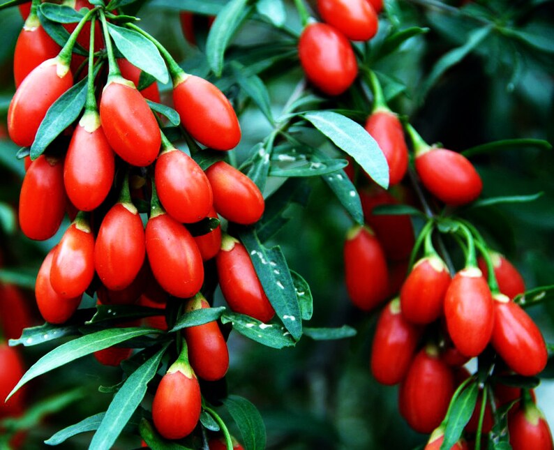 goji-berries.jpg