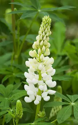 White lupin seed extract.png