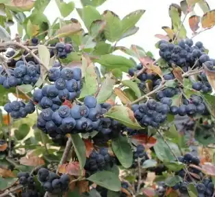 Chokeberry fruit.png