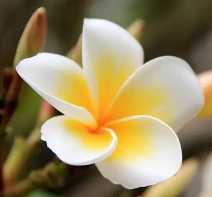 Frangipani Flower Extract.png