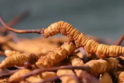 cordyceps mushroom powder.png