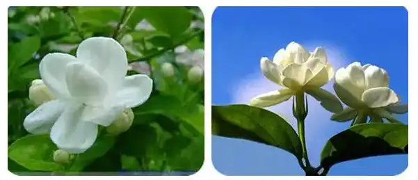 Arabian Jasmine Flower.png