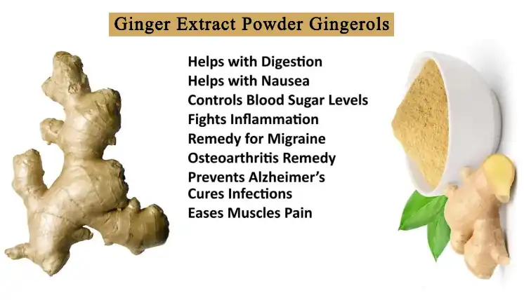 gingerols.png