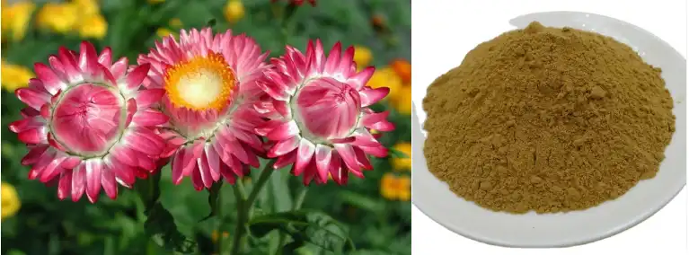 Helichrysum Arenarium Flower Extract