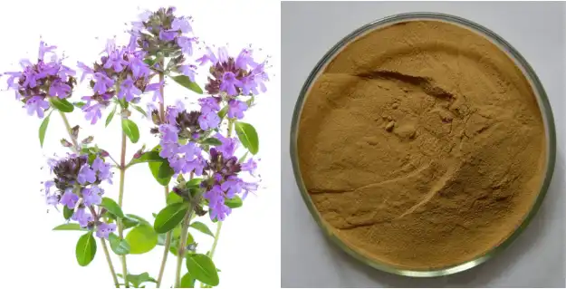 Thymus Serpyllum Extract