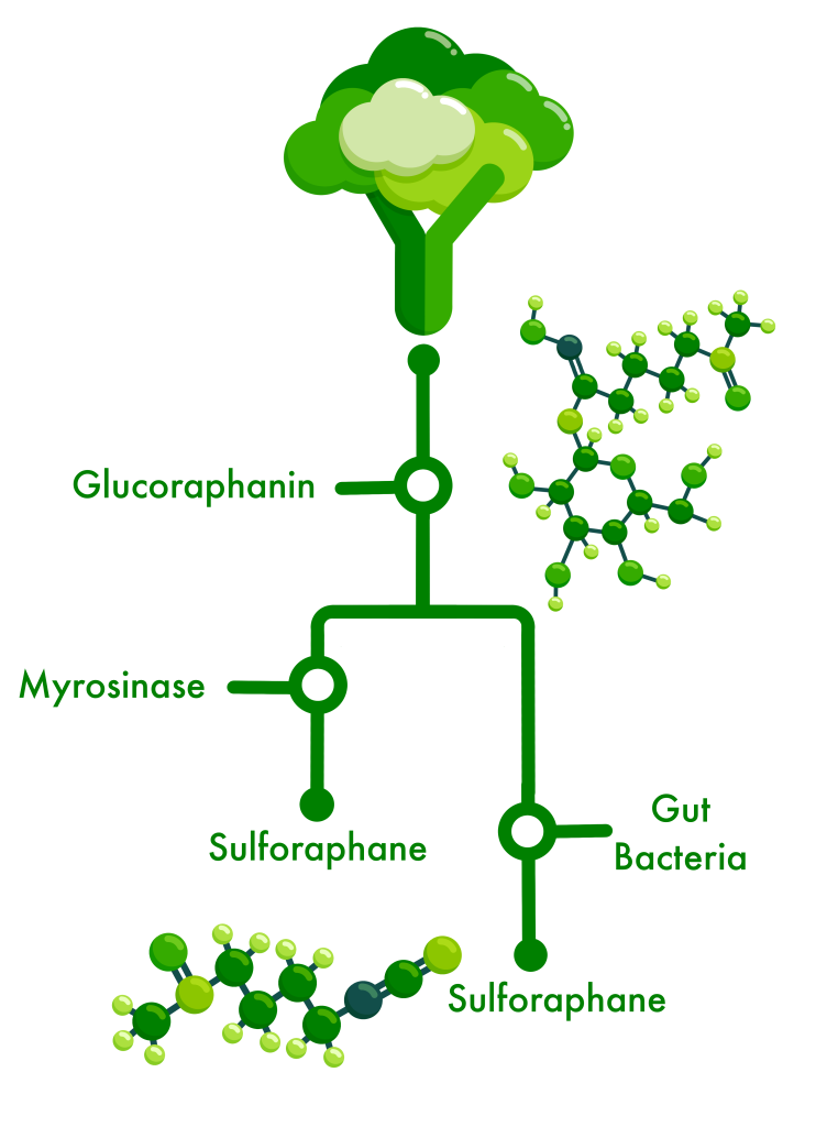 glucoraphanin.webp