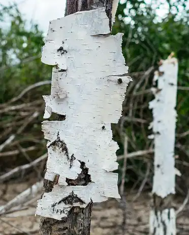 Betula Platyphylla Extract.png