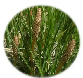 Equisetum Arvense Extract.png