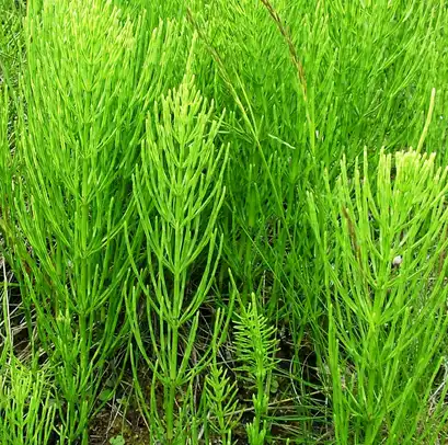 Equisetum Arvense.png