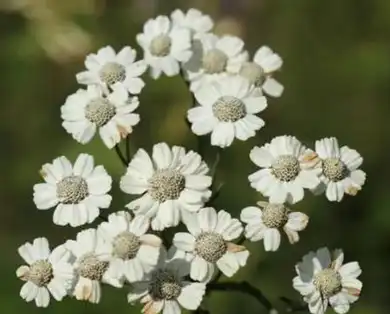 Achillea millefolium extract.png