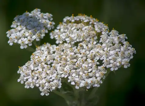 Achillea millefolium extract powder.png