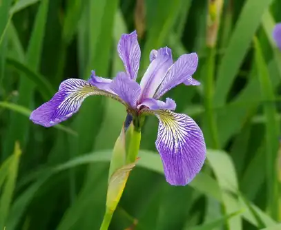 Iris Versicolor Extract Powder.png