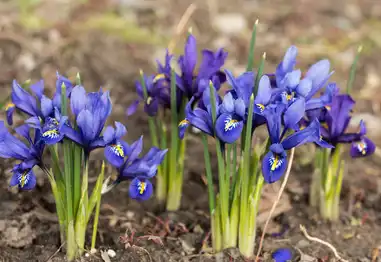 Iris Versicolor Extract.png