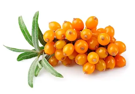 Seabuckthorn powder.png