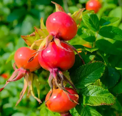 rosehips extract powder.png