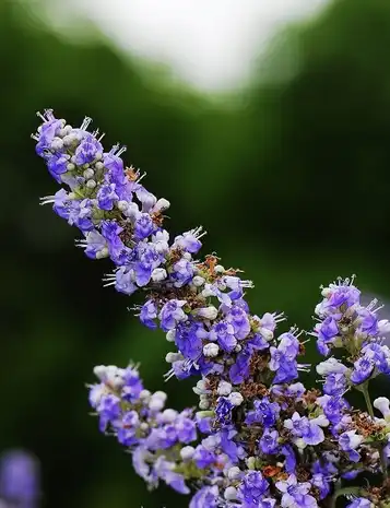 Vitex Agnus Castus Fruit Extract Vitex Agnus Castus Fruit Extract