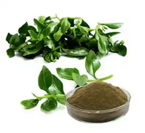 Andrographis Paniculata Extract Powder