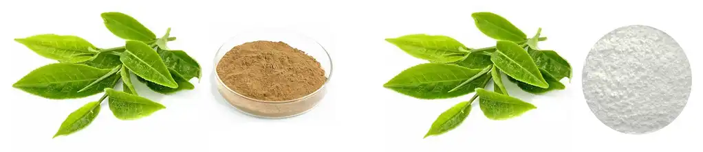 EGCG Powder