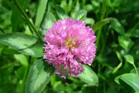 red clover extract